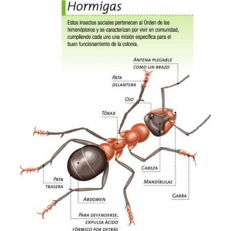 Inventario ilustrado de insectos  Libros con Imágenes Reales 2