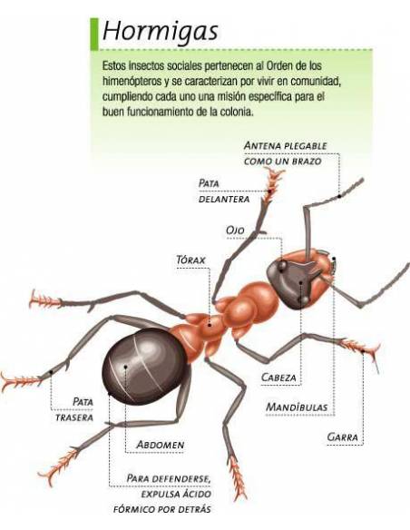 Inventario ilustrado de isectos