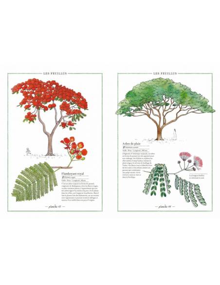 Inventario de los árboles