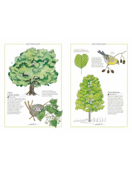 Inventario de los árboles