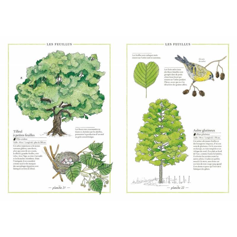 Inventario De Los árboles Montessori Para Todos 7425