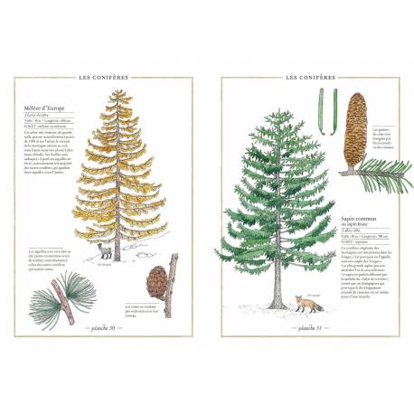 Inventario de los árboles