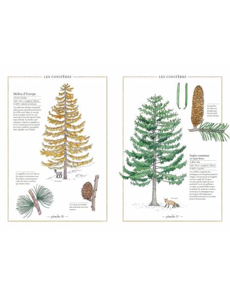 Inventario ilustrado de los árboles  Libros con Imágenes Reales