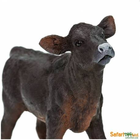 Angus-Kalb 2