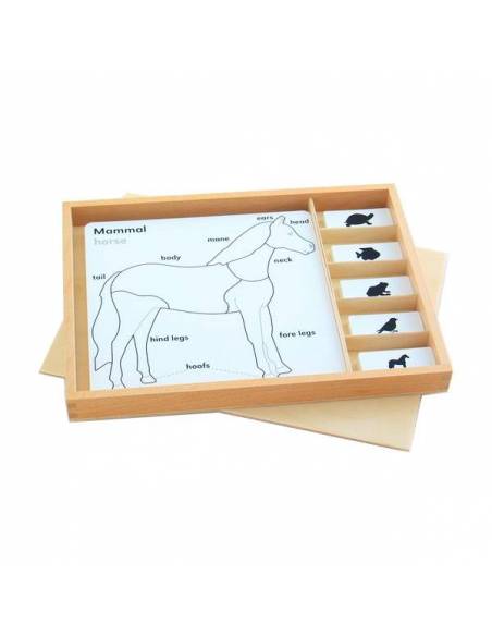 Bandeja actividades de zoología