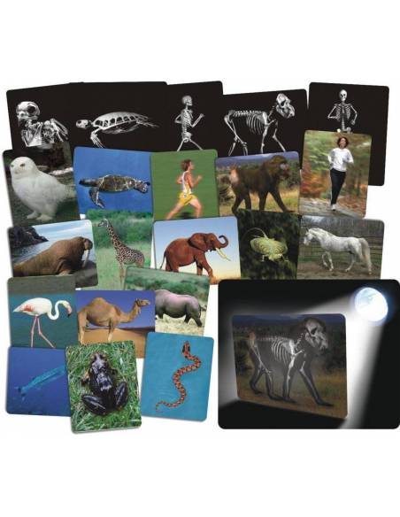Rayos-X Animales