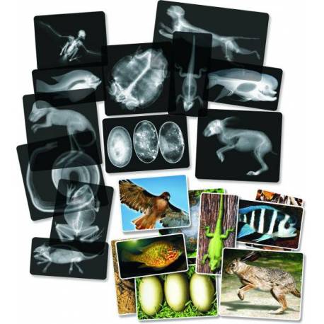 Radiografías animales  Ciencia y medio ambiente
