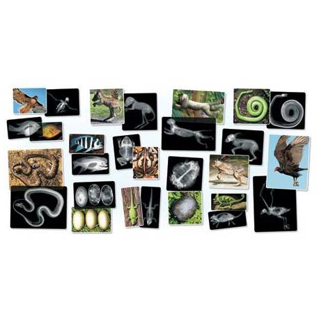 Rayos- X Animales  2