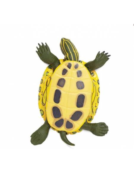 Tortuga de Orejas Rojas