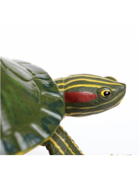 Tortuga de Orejas Rojas