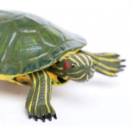 Tortuga de Orejas Rojas (grande)  Animales Grandes