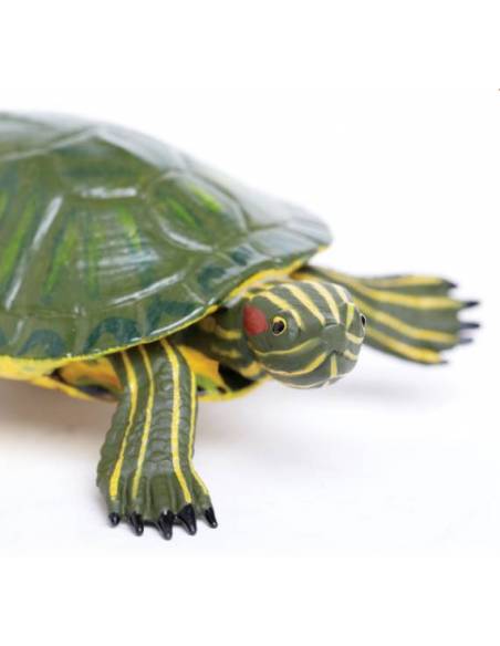 Tortuga de Orejas Rojas