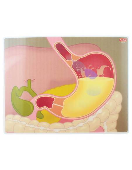 Tarjetas de Mi Cuerpo en Acción