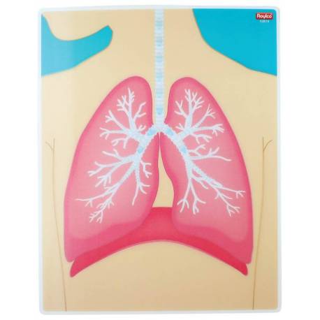 Tarjetas de Mi Cuerpo en Acción