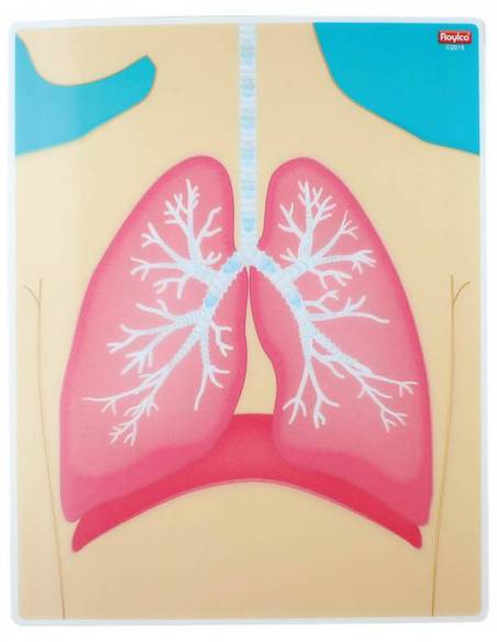 Tarjetas de Mi Cuerpo en Acción