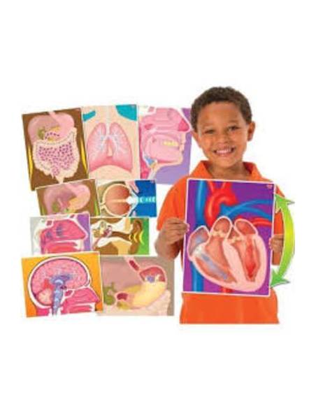 Tarjetas de Mi Cuerpo en Acción