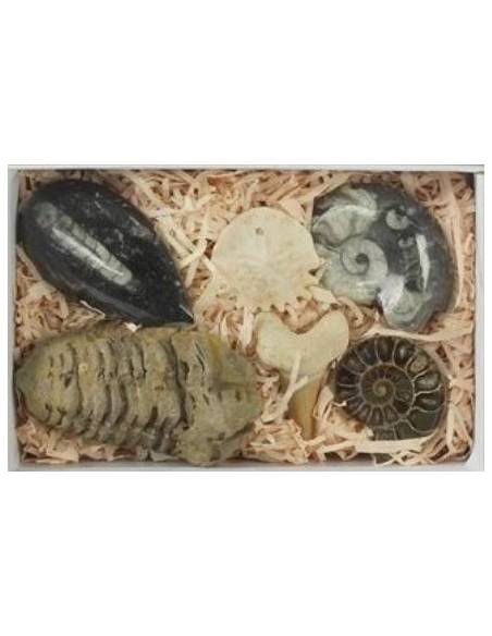 Colección Fosiles en estuche  Fósiles y minerales