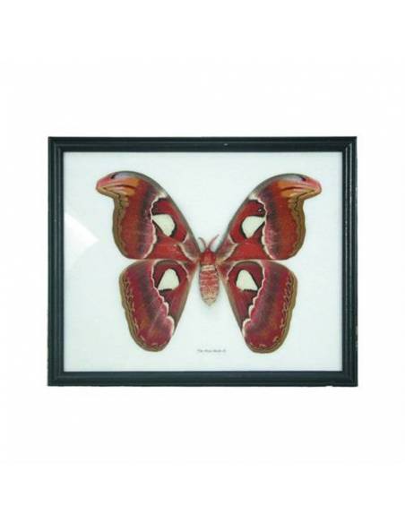 Marco mad Mariposa en algodón 12 x 12