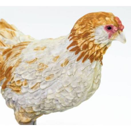 Gallina americana  Animales Grandes