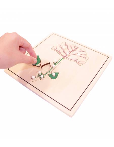 Pack 4 puzzles crecimiento semilla