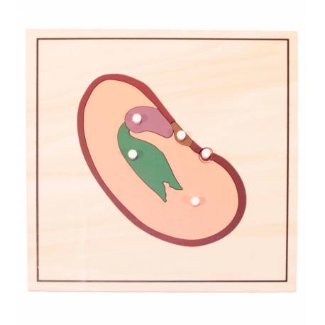 Pack 4 puzzles - crecimiento Semilla Montessori para todos Botánica y Zoología