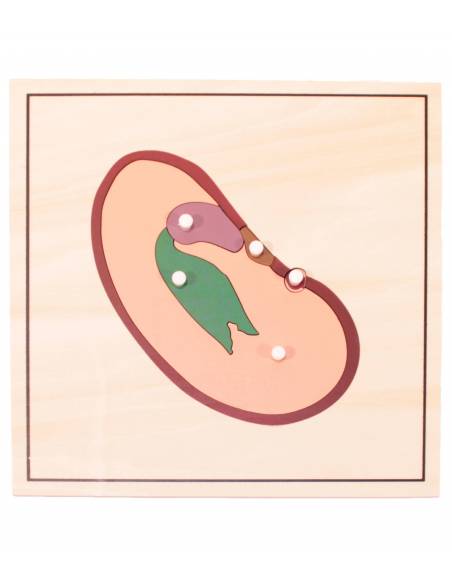 Pack 4 puzzles - crecimiento Semilla Montessori para todos Botánica y Zoología