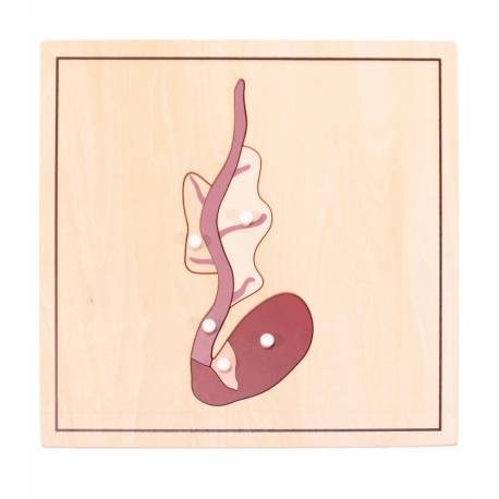 Pack 4 puzzles crecimiento semilla