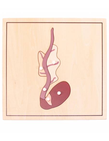 Pack 4 puzzles crecimiento semilla