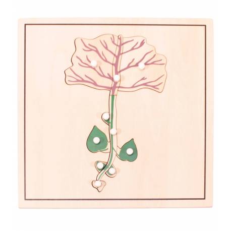 Pack 4 puzzles crecimiento semilla