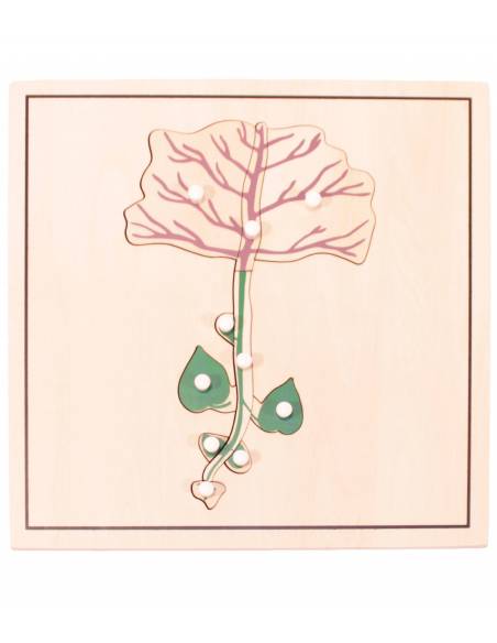 Pack 4 puzzles crecimiento semilla