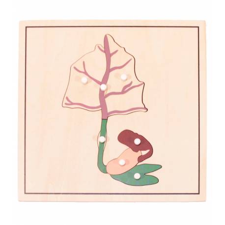 Pack 4 puzzles crecimiento semilla