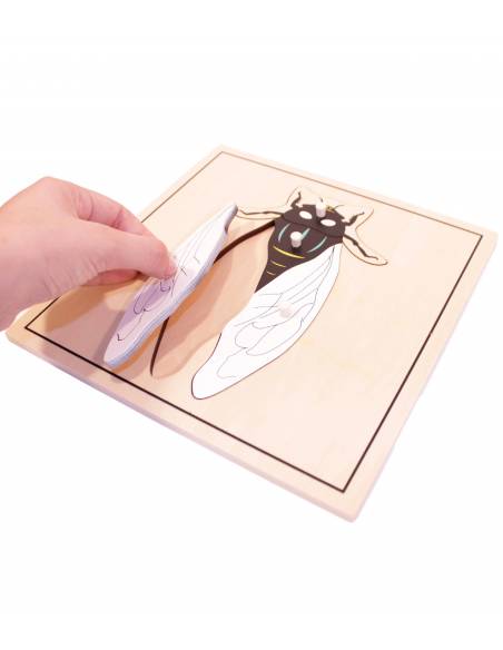 Puzzle mosca