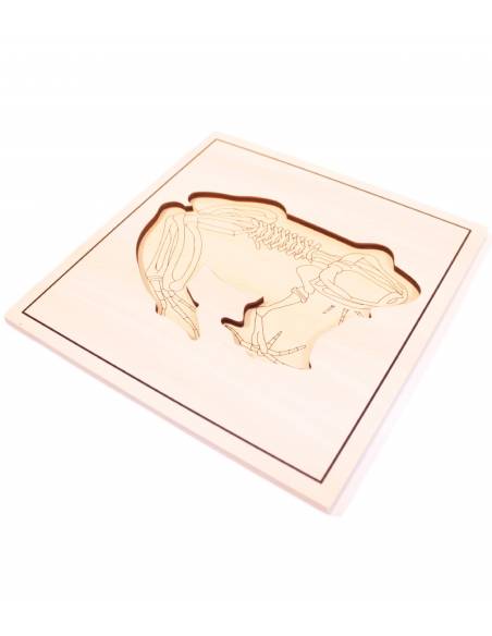 Puzzle Rana (con esqueleto) Montessori para todos Botánica y Zoología