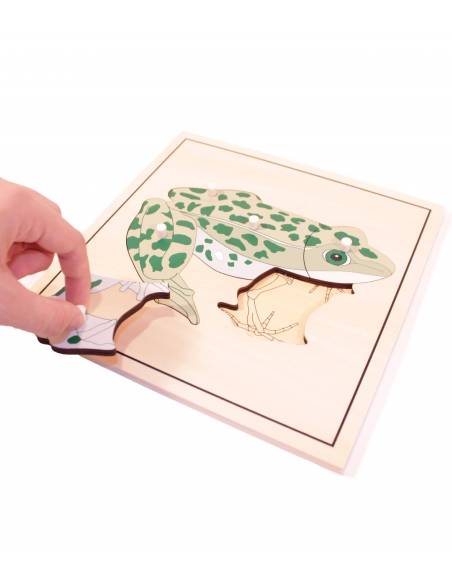 Puzzle Rana (con esqueleto) Montessori para todos Botánica y Zoología