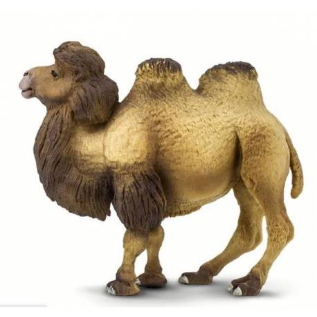 Camello bactriano