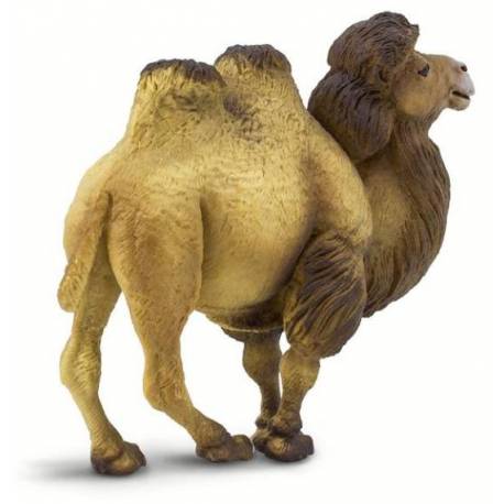 Camello bactriano