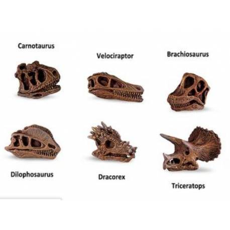 Crani di dinosauri 2