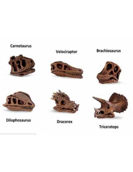 Cráneos de Dinosaurios  Toobs Conoce el mundo