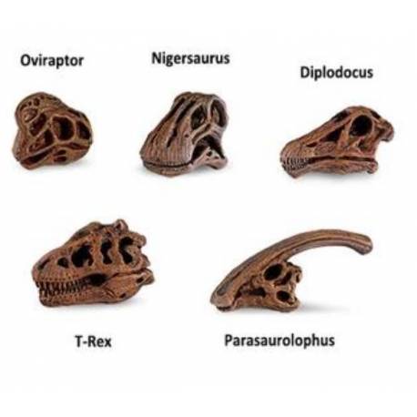 Cráneos de Dinosaurios