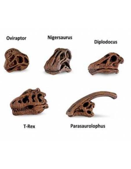 Cráneos de Dinosaurios