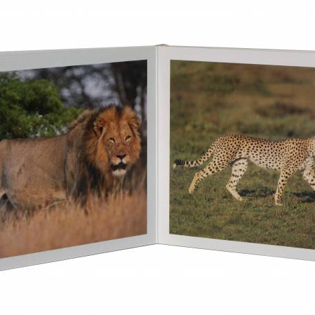 Cuento Imágenes Animales Salvajes en cartón