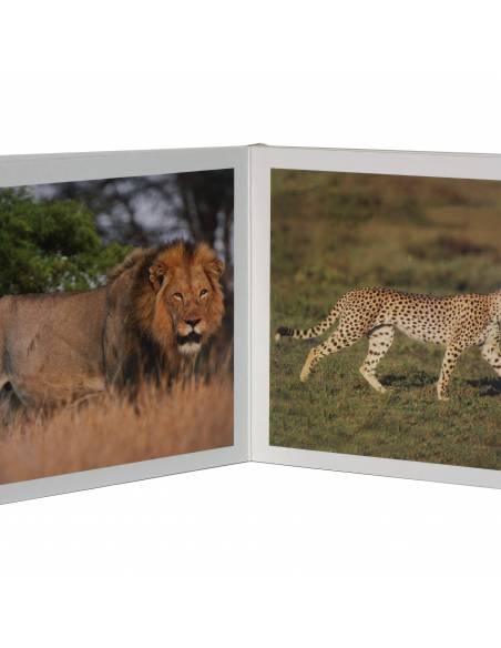 Cuento Imágenes Animales Salvajes en cartón