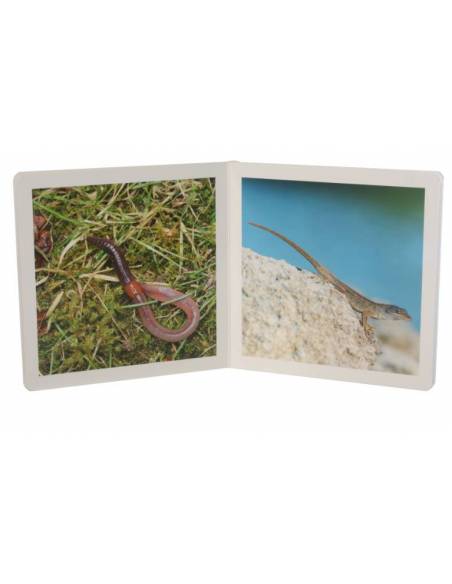 Cuento Imágenes Animalitos cartón