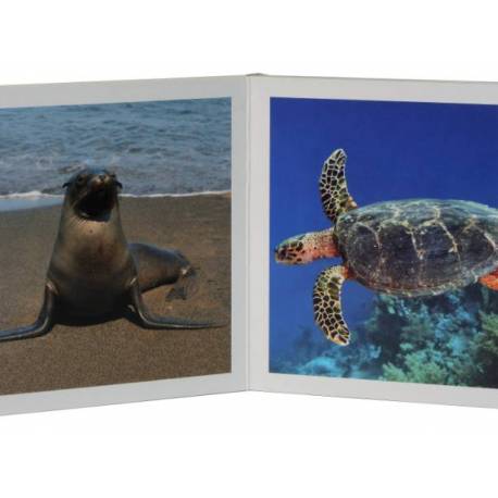 Cuento Imágenes reales - Animales Marinos Nowordbooks Nowordbooks