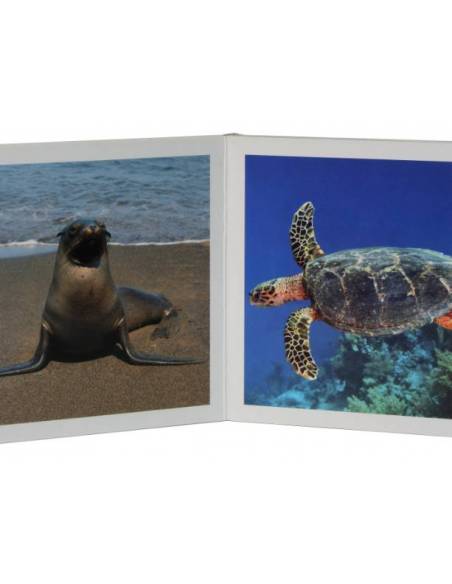 Cuento Imágenes  Animales Salvajes cartón