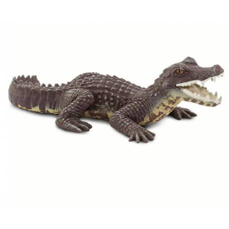 Caimán  Animales Grandes