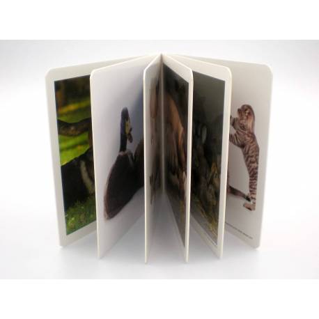 Cuento Imágenes reales - Animales en Familia Nowordbooks Nowordbooks