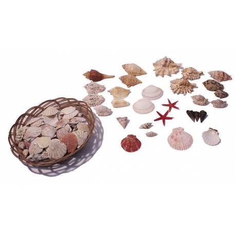 Cesta  de conchas surtidas