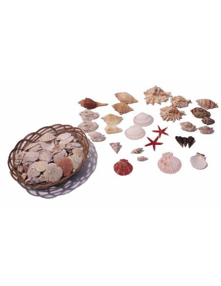 Cesta  de conchas surtidas