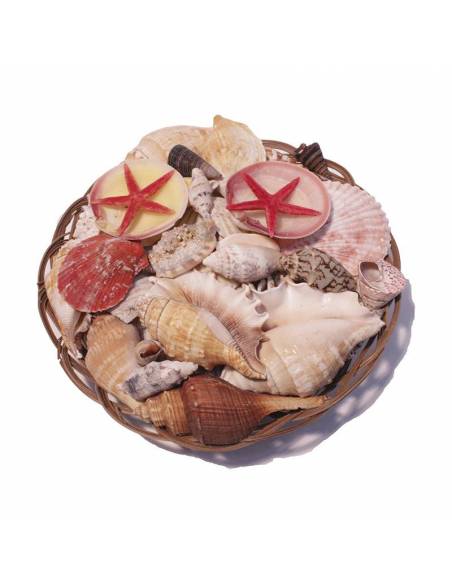 Cesta  de conchas surtidas